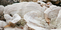20090201_crenellation_and_leaf_thumb