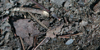 on-the-bones-of-tiny-hopes_thumb on-the-bones-of-tiny-hopes_thumb