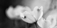 20090418_dogwood-blooms_thumb