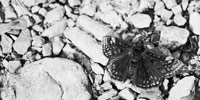20090418_female-horaces-dustwing_thumb