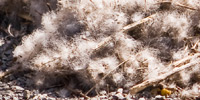 4_covering_wings_thumb