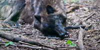 A dark timber wolf chews on an unidentified object while gazing at the viewer.