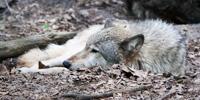This photograph depicts two timber wolves asleep near each other, their backs opposed as though mirrored. One is white. One is black.