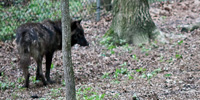 This photograph depicts two dark timber wolves standing beside each other, as though mirrored.