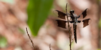 In this photograph, a female Widow Skimmer -- a dragonfly with nearly transparent wings (save for two stripes of brown which stretch across them) -- clings to the stalk of a small plant.