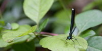 This photograph shows the female Ebony Jewelwing from the front. Its large eyes dwarf the diminutive face. It's a flighty creature! Constantly moving.