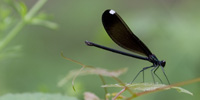 This photograph depicts a female ebony jewelwing -- a small dragonfly with long dark body and wings -- perched on a leaf. The tips of the wings have white dots.