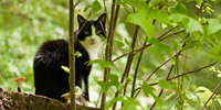 A photograph of the cat sitting on the stump, peering out at the viewer between the branches of a small tree.