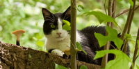 The cat is seen sitting upon a stump, gazing calmly at the viewer. The stump is decorated with small toadstool mushrooms.