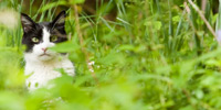In this photograph, a small cat with black and white markings stares into the camera with narrowed eyes. Only its head and upper shoulders are visible over the grass in the foreground.