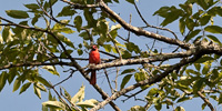 A lone cardinal sits on a branch beneath a waxing moon.