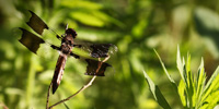 A female Widow Skimmer dragonfly atop a twig.