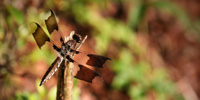 A female Widow Skimmer dragonfly atop a twig.