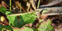 A Praying Mantis contemplates the sunset.