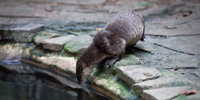 An Otter pauses briefly at the edge of a pool before slipping into the water.