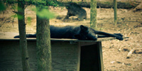 A Wolf regards the photographer while resting on its hutch in early Summer.