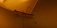 A Praying Mantis pauses atop the author's monitor stand and contemplates the vista of the desktop.