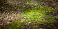A Long Green Way