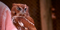 Yoda the Screech Owl