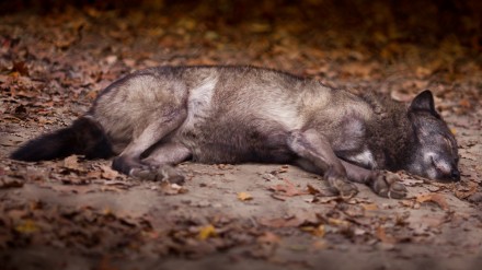 Sleep